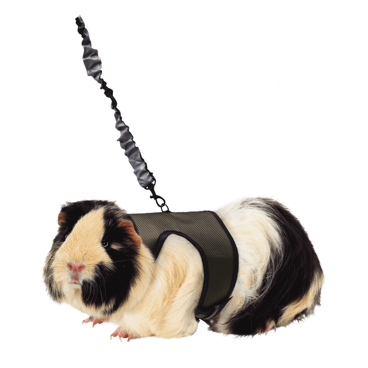 Harness and leash for online guinea pigs
