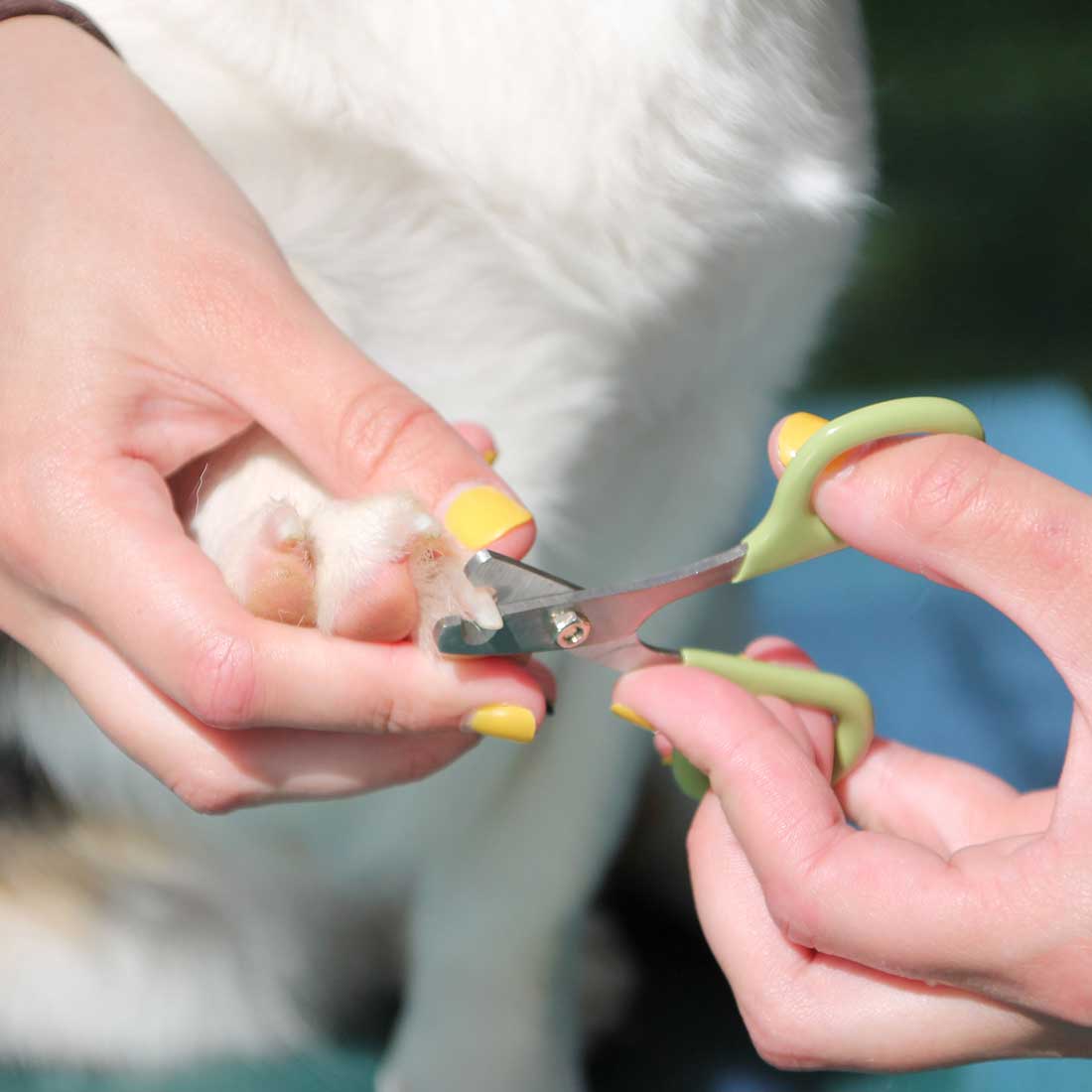 Safari dog deals nail clippers australia